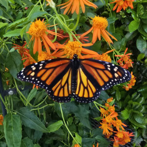 Monarch on Mexican flame photo print 11x14