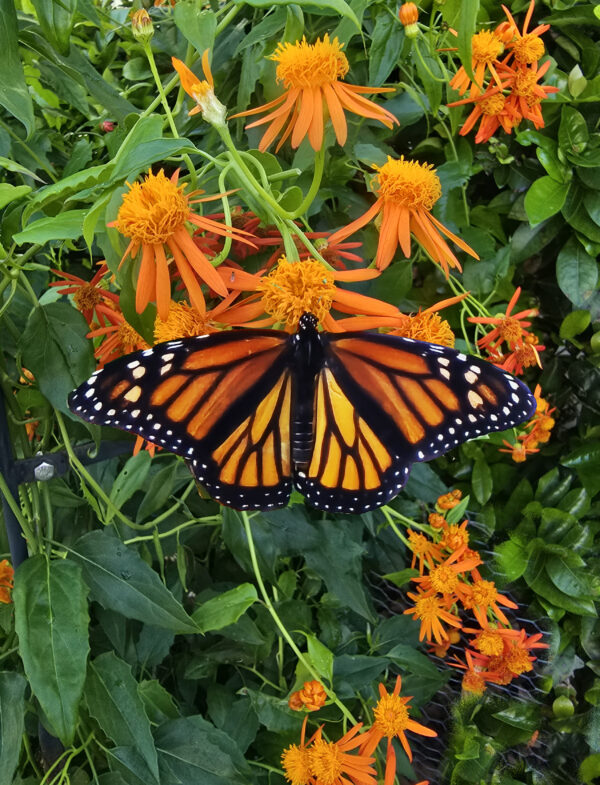 Monarch on Mexican flame photo print 11x14