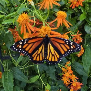 Monarch on Mexican flame 11x14 photo print