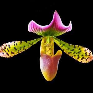 Red green orchid print 8x10