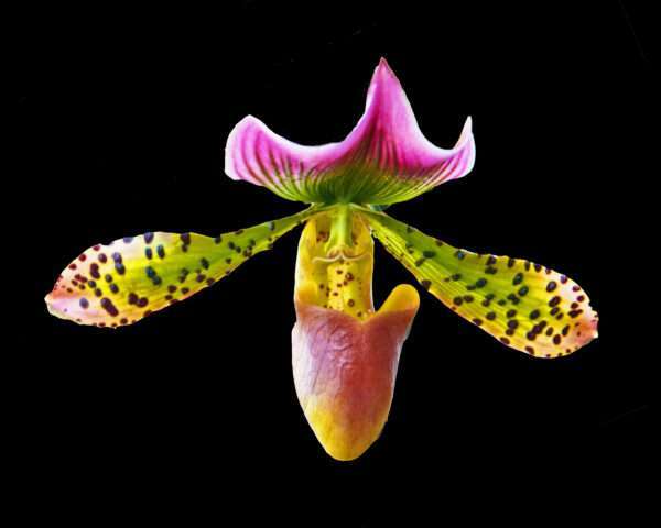 Red green orchid print 8x10