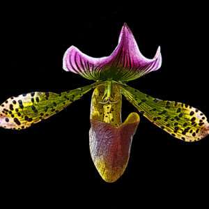 Red green orchid print art 8x10