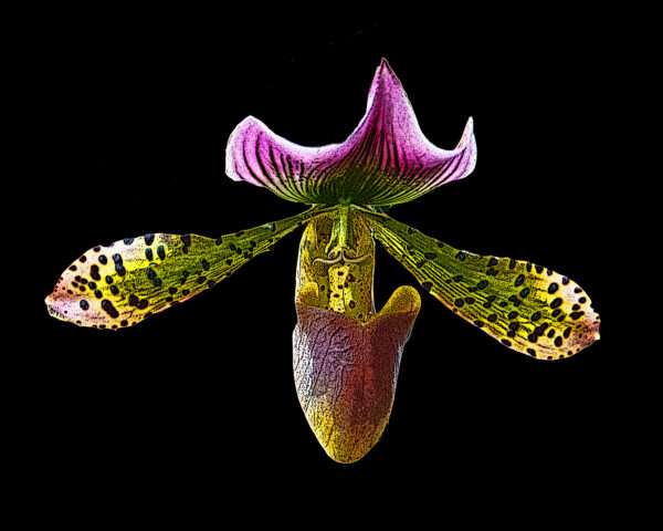 Red green orchid print art 8x10
