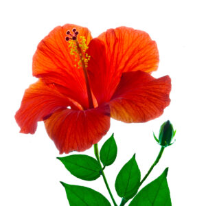 Hibiscus photo print 8x12