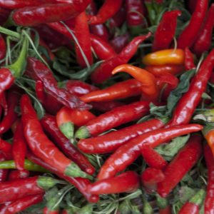 Red peppers 8x12 photo print