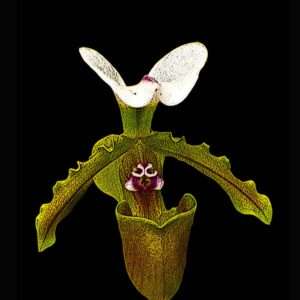 Slipper Orchid photo art print 8x10