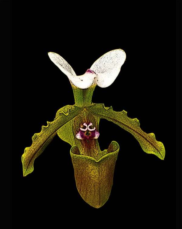 Slipper Orchid photo art print 11x14