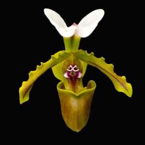 Slipper orchid photo print 11x14