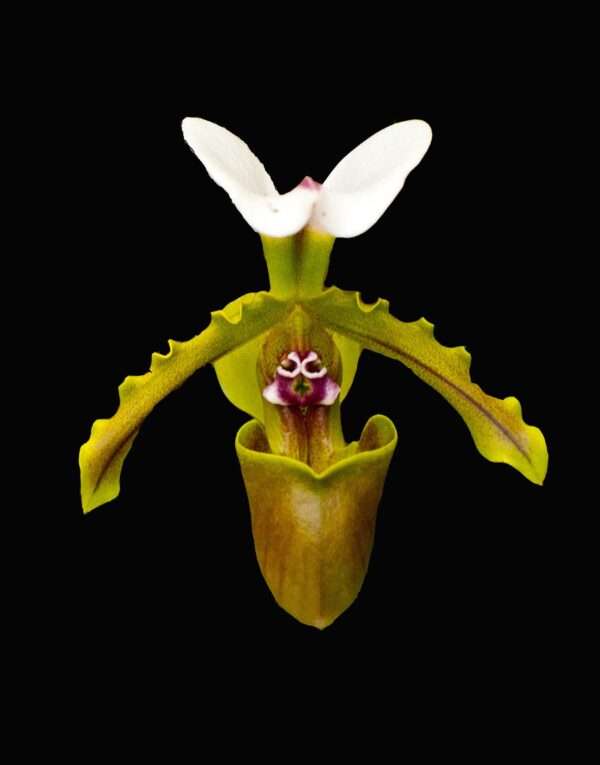 Slipper orchid photo print 11x14