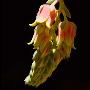 Echeveria Succulent-4 8x10 photo print