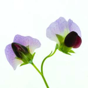 Garden pea photo print 11x14