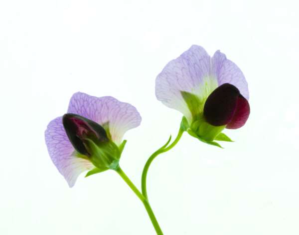 Garden pea photo print 8x10