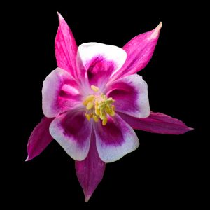 Columbine 11x15 photo print