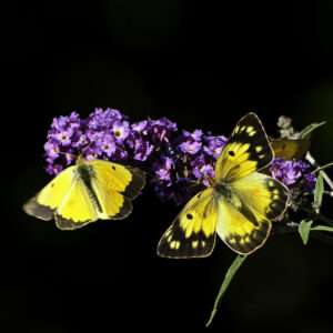 Colias Yellow butterfly print 11x14