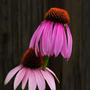 Cone flower print 11x14
