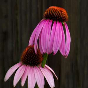 Cone flower print 8x10