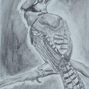 Jay Without the Blue (11x14 Inches)