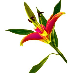 Asiatic Lily 8x10 photo print