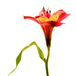 Peruvian Lily 8x10 photo print