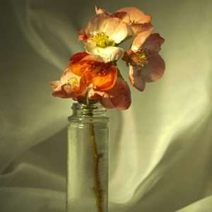 Apple blossom vase 10x16 photo print