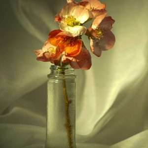 Apple blossom vase 8x12 photo print