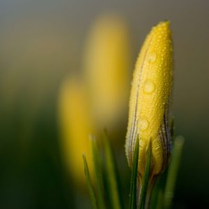 Crocus trio 11x16 photo print