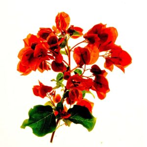Bougainvillea 8x10 photo print