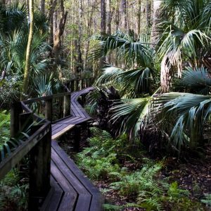 Hammock-park-path 11x14 photo print