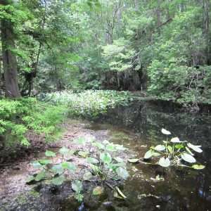 Hammock park pond photo print 8x10