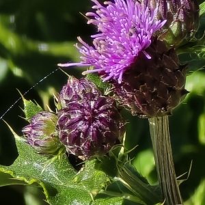 Milk-Thistle-photo-print-11x14