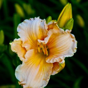 Lilly photo print 8x10