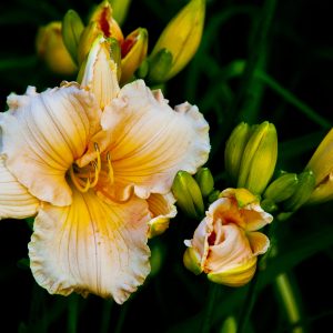Lilly in 3 stages photo print 10x15