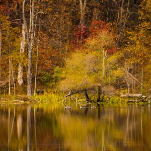 Pond Reflections 2--10x16