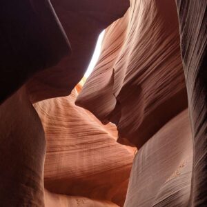 "Bruce" From Finding Nemo, AZ