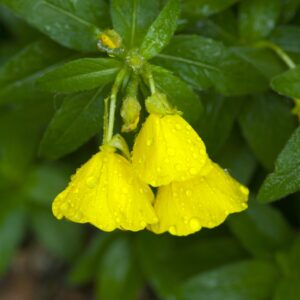Primrose in rain 10x10 photo print