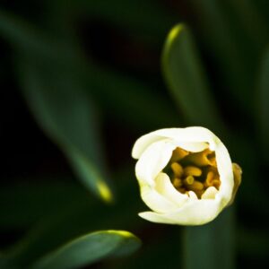 Jonquil bud 11x14 photo print