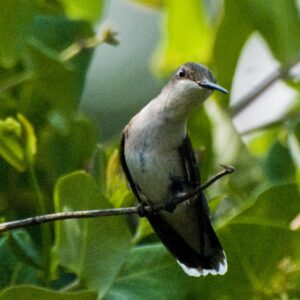 Hummingbird seated 8x10 photo print