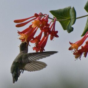 Hummingbird feeding 8x10 photo print