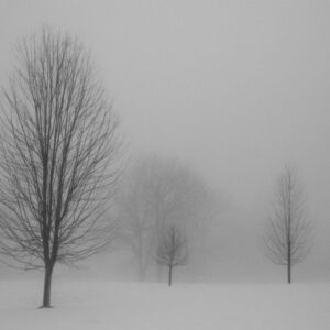 Three trees in winter 11x16 photo print