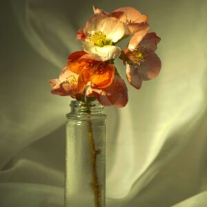 Apple blossom vase 10x16 photo print