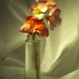 Apple blossom vase 8x12 photo print