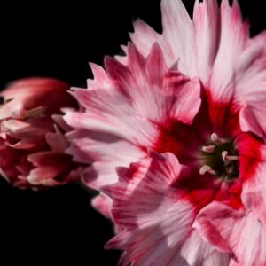 Arcane Dianthus - 8x10 framed