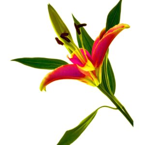 Asiatic Lily 8x10 photo print
