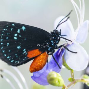 Reincarnation - 18x24 framed