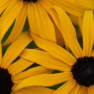 Daisy outreach 11x16 photo print