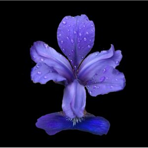 Blue orchid 11x14 photo print