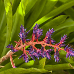 Blue Tango bromeliad photo print 11x14