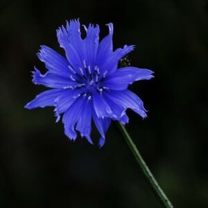 Corn flower 11x14 photo print
