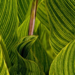 Canna 10x16 photo print