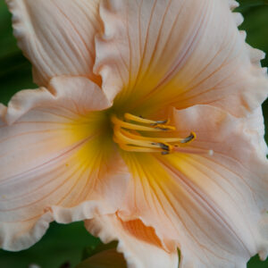 Daylily photo 11x16 print